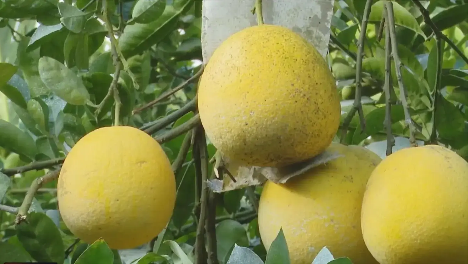 Hơn 283.000 hộ nông dân thi đua sản xuất, kinh doanh giỏi